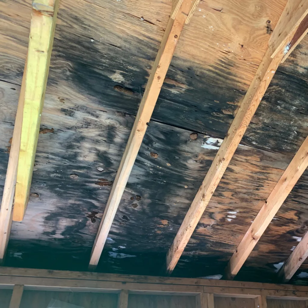 Mold Testing / Ozone Treatment